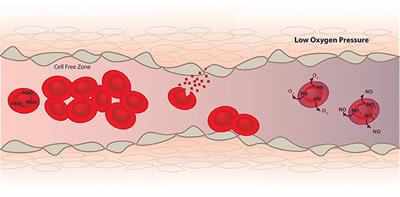 Erythrocytes and Vascular Function: Oxygen and Nitric Oxide